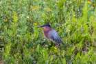 Green Heron-Butorides virescens-standing in shrubs Art Print